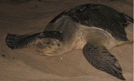 Leatherback turtle Ada